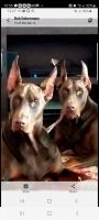 Doberman Pinscher Puppies for sale in Apollo Beach, FL, USA. price: $1,200