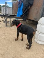Doberman Pinscher Puppies for sale in Midvale, UT, USA. price: $1,759