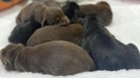 Doberman Pinscher Puppies for sale in Meadville, PA 16335, USA. price: $1,800