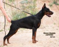 Doberman Pinscher Puppies for sale in Los Angeles, CA, USA. price: $9,000