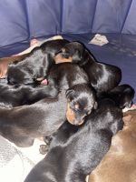 Doberman Pinscher Puppies for sale in Michigan-Martin, Detroit, MI 48210, USA. price: $130,000