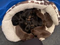 Doberman Pinscher Puppies for sale in Selma, NC, USA. price: $2,000