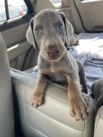 Doberman Pinscher Puppies for sale in Mabank, TX, USA. price: $400
