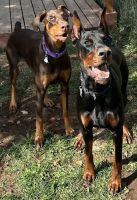 Doberman Pinscher Puppies for sale in Elgin, OR 97827, USA. price: $2,000