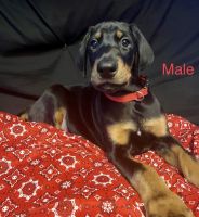 Doberman Pinscher Puppies for sale in 693 Leslie Rd, Coffee Springs, AL 36318, USA. price: $3,000