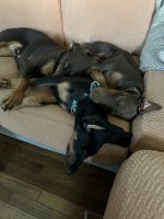 Doberman Pinscher Puppies for sale in Lakewood, CA 90712, USA. price: NA