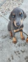 Doberman Pinscher Puppies for sale in Commerce, TX 75428, USA. price: $1,200