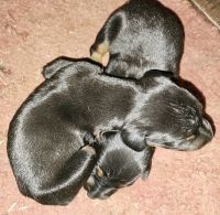 Doberman Pinscher Puppies for sale in Carl Junction, MO 64834, USA. price: $1,200