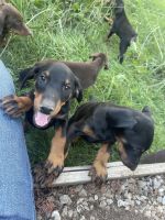 Doberman Pinscher Puppies for sale in Antelope, CA, USA. price: NA