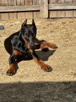 Doberman Pinscher Puppies for sale in Vancouver, WA, USA. price: $2,000