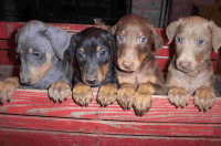 Doberman Pinscher Puppies for sale in Muscoy, CA 92407, USA. price: $600