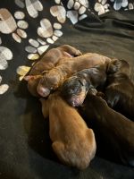 Doberman Pinscher Puppies for sale in Arlington, TX 76002, USA. price: $1,000