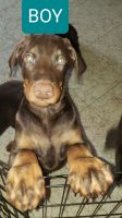 Doberman Pinscher Puppies for sale in Fontana, CA 92335, USA. price: $350