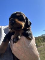 Doberman Pinscher Puppies for sale in Atoka, OK 74525, USA. price: $1,200