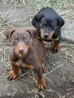 Doberman Pinscher Puppies for sale in Los Angeles, CA, USA. price: $1,100
