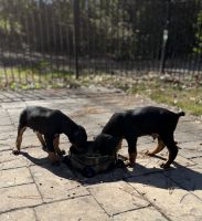 Doberman Pinscher Puppies for sale in Flowery Branch, GA, USA. price: $900