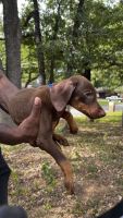 Doberman Pinscher Puppies for sale in Arlington, TX, USA. price: $800