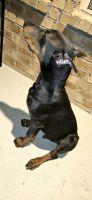 Doberman Pinscher Puppies for sale in Anna, TX 75409, USA. price: $2,000