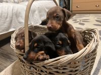 Doberman Pinscher Puppies for sale in Anza, CA 92539, USA. price: $800