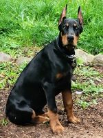 Doberman Pinscher Puppies for sale in Merlin, OR, USA. price: $3,500