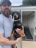 Doberman Pinscher Puppies for sale in Wetumpka, AL, USA. price: $1,500