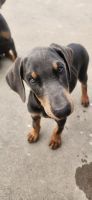 Doberman Pinscher Puppies for sale in Commerce, TX 75428, USA. price: $600