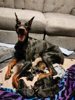 Doberman Pinscher Puppies for sale in Damascus, OR 97089, USA. price: $1,000
