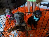 Doberman Pinscher Puppies for sale in Decatur, AL, USA. price: $1,500