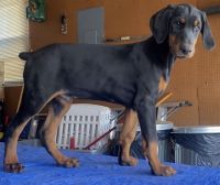 Doberman Pinscher Puppies for sale in Charlotte, NC, USA. price: $2,000