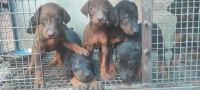 Doberman Pinscher Puppies for sale in Thodupuzha, Kerala, India. price: 10,000 INR