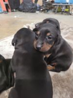 Doberman Pinscher Puppies for sale in Bastrop, TX 78602, USA. price: $600