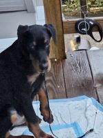 Doberman Pinscher Puppies for sale in New York, NY, USA. price: $7,000