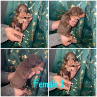 Doberman Pinscher Puppies for sale in Limon, CO 80828, USA. price: $1,000
