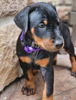Doberman Pinscher Puppies for sale in Houston, TX, USA. price: $1,500