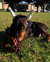 Doberman Pinscher Puppies for sale in Westminster, CA, USA. price: $2,800