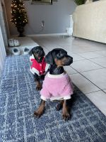 Doberman Pinscher Puppies for sale in Rialto, CA, USA. price: $350