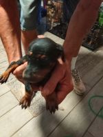 Doberman Pinscher Puppies for sale in North Port, FL, USA. price: $7,001,000