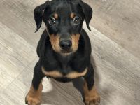 Doberman Pinscher Puppies for sale in Atoka, OK 74525, USA. price: $900