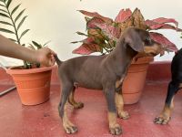 Doberman Pinscher Puppies for sale in Mangalore, Karnataka. price: 12,000 INR