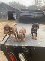 Doberman Pinscher Puppies for sale in Jackson, KY 41339, USA. price: $800