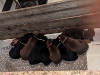 Doberman Pinscher Puppies for sale in Loveland, Colorado. price: $900