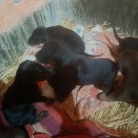 Doberman Pinscher Puppies for sale in Patna, Bihar. price: 15,000 INR