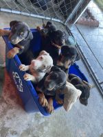 Doberman Pinscher Puppies for sale in Victorville, California. price: $2,000