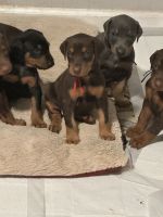 Doberman Pinscher Puppies for sale in Morristown, Tennessee. price: $1,100
