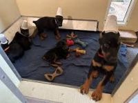 Doberman Pinscher Puppies for sale in Toronto, Ontario. price: $600
