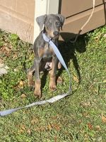Doberman Pinscher Puppies for sale in Houston, Texas. price: $1,000