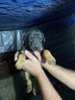 Doberman Pinscher Puppies for sale in Anderson, South Carolina. price: $1,000