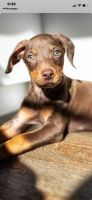 Doberman Pinscher Puppies for sale in Redlands, California. price: $600