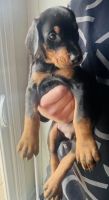 Doberman Pinscher Puppies for sale in Hickory, North Carolina. price: NA