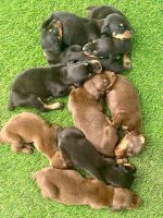 Doberman Pinscher Puppies for sale in Siliguri, West Bengal. price: 14,000 INR